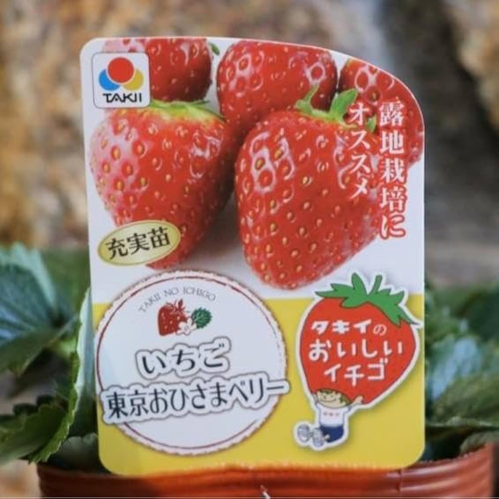 Amazon.co.jp: イチゴ苗 東京おひさまベリー 4号ポット苗 1株